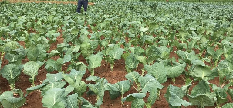 Na zona verde da cidade de Nampula: Vendedores de vegetais não estão a pagar produtores de couve